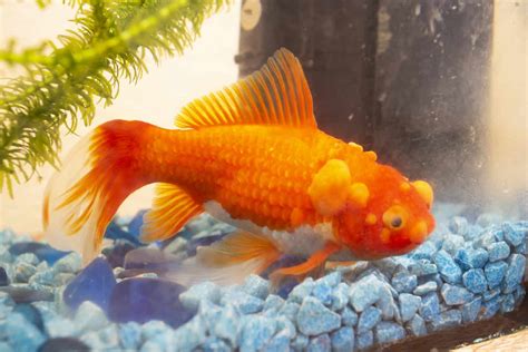 Fish Not Eating (Top 10 Possible Reasons & Solutions).